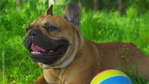 Funny french bulldog cute adult purebred dog lies on green grass next to toy ball. Cute smiling mouth opened up a yaryk sticking out. Looks faithfully into camera. Positive companion dog for a walk photo