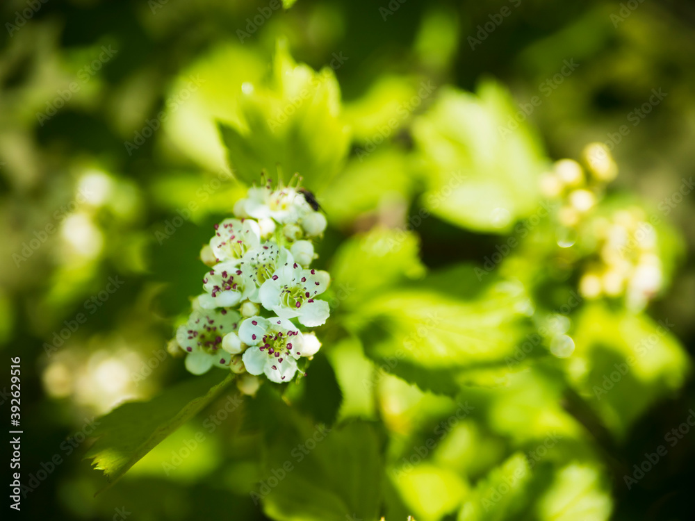 White petals of a plant with dark-tipped stamens against a background of green leaves of the plant. White petals of a plant with dark-tipped stamens against a background of green leaves of the plant.