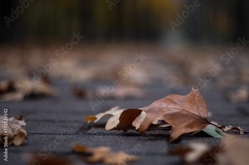Kyiv, Ukraine – November 14 2020: Beautiful fall leaf with swirl bokeh of autumn park background