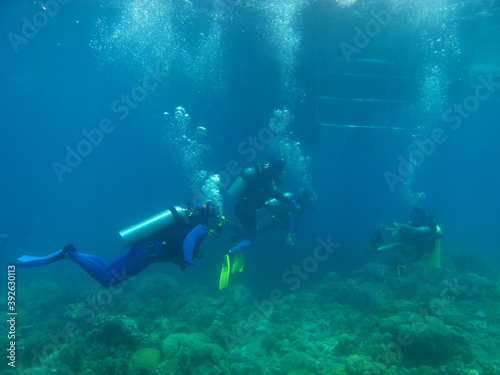 Wallpaper Mural scuba diver in the sea Torontodigital.ca