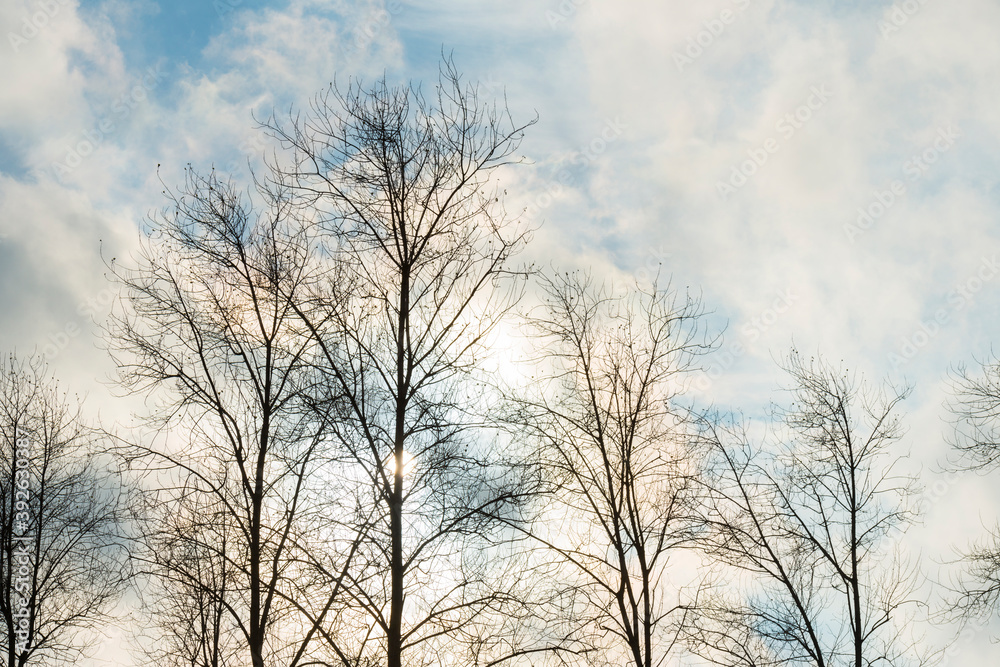 Silhoutte of the canopy of deciduous trees in a field in wetland under a blue cloudy sky in sunlight in autumn, Almere, Flevoland, The Netherlands, November 14, 2020 Silhoutte of the canopy of deciduous trees in a field in wetland under a blue cloudy sky in sunlight in autumn, Almere, Flevoland, The Netherlands, November 14, 2020