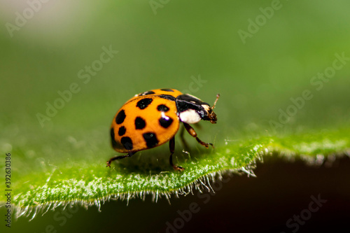 Macro photo. Small red-orange ladybug. Soft and blurred background.