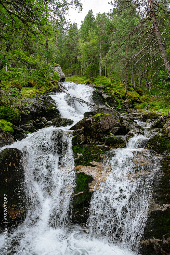 Fototapeta premium Soft waterfall in a green forest