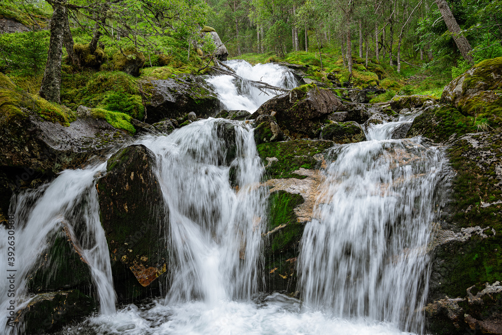 Fototapeta premium Soft waterfall in a green forest
