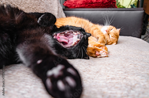 two cute cats lying and relaxing at home photo