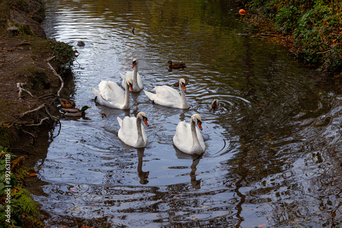 Five adult swans swimming on a lake in Cornwall in autumn