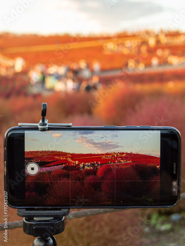 Ibaraki, Japan: A smartphone is used to take the the view of kochia flower field in Hitachi Seaside Park, a famous tourist attraction in Ibaraki prefecture Japan. (October 24, 2020)