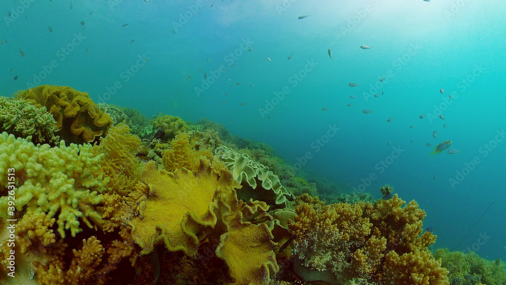 Obraz premium Tropical coral reef and fishes underwater. Hard and soft corals. Philippines.