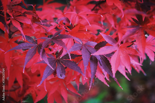 The bright red leaves of the Acer palmate maple  Japanese Maple during the autumn