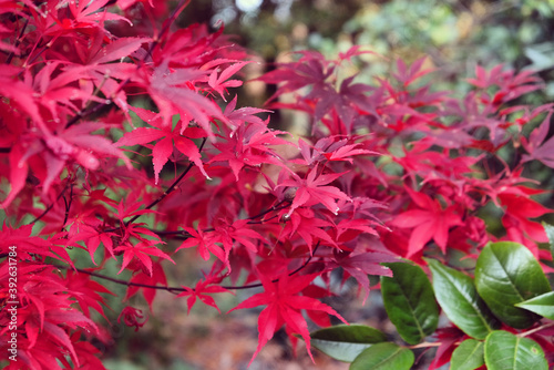 The bright red leaves of the Acer palmate maple (Japanese Maple during the autumn