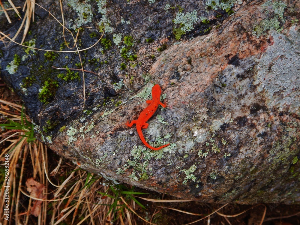 Creatures of the forest