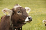 Brown cow on a summer pasture
