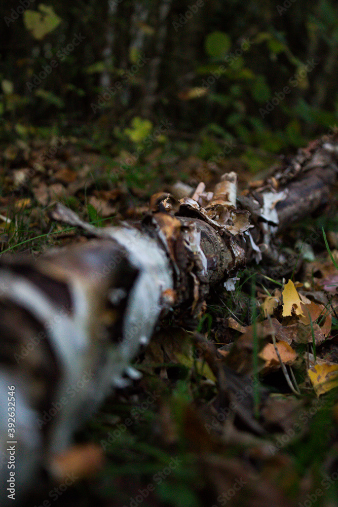 Obraz premium branche