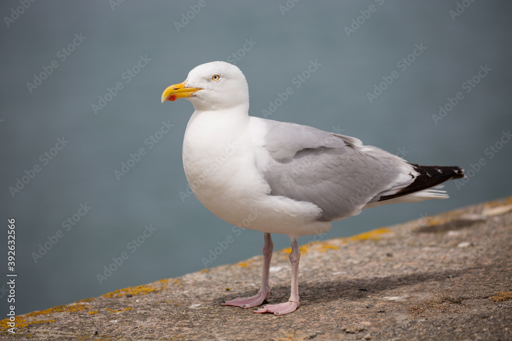 Goéland argenté