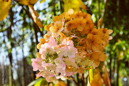 Fotografía Old mophead flowers of the Hydrangea quercifolia Snow Queen ('Flemygea') in autu