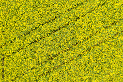 Luftaufnahme eines gelb blühenden Rapsfelds mit Linien und Fahrspuren