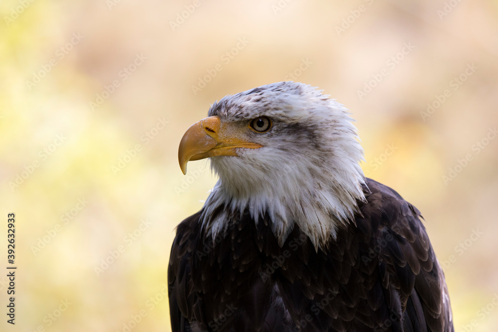 Fototapeta premium Pygargue à tête blanche