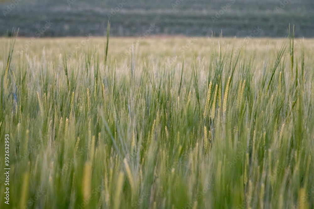frisch grüne Gerstenähren vor dem Hintergrund des Feldes, Abendlicht, Nahaufnahme frisch grüne Gerstenähren vor dem Hintergrund des Feldes, Abendlicht, Nahaufnahme