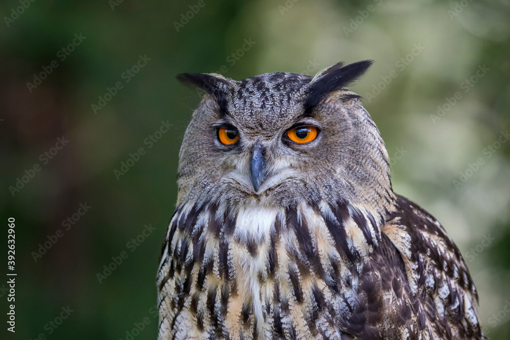 Hibou grand-duc