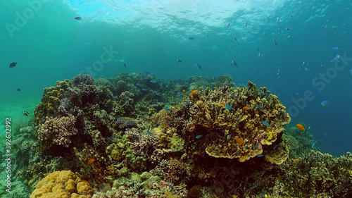 Beautiful underwater landscape with tropical fishes and corals. Life coral reef. Philippines.