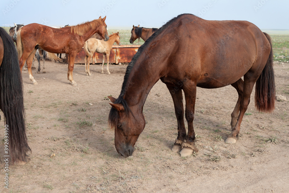 Bay plump horse with tied front legs