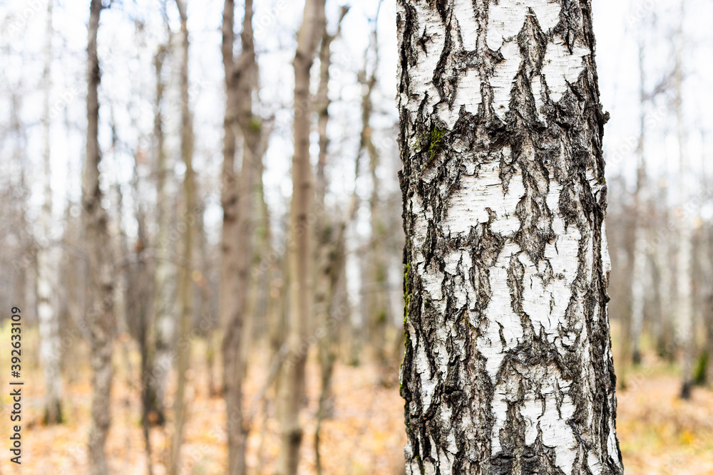 natural background - old birch tree trunk close up and bare trees on blurred background in forest of city park on overcast autumn day (focus on right birch tree trunk on foreground) natural background - old birch tree trunk close up and bare trees on blurred background in forest of city park on overcast autumn day (focus on right birch tree trunk on foreground)