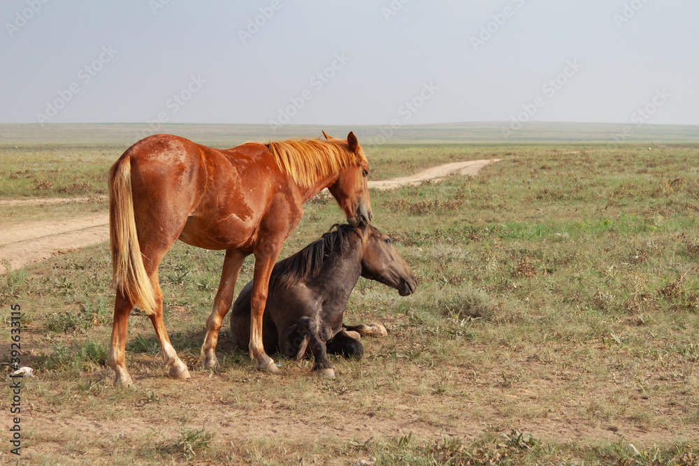 Fototapeta premium Two horses in the steppe. Romantic plot