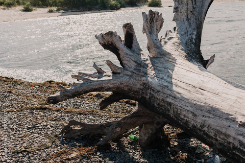 large log with roots on a river beach