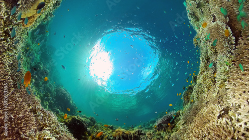 Tropical fishes and coral reef at diving. Beautiful underwater world with corals and fish.