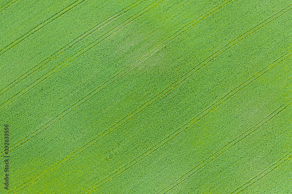 Luftaufnahme eines frisch grünen Weizenfelds mit Linien und Fahrspuren Luftaufnahme eines frisch grünen Weizenfelds mit Linien und Fahrspuren