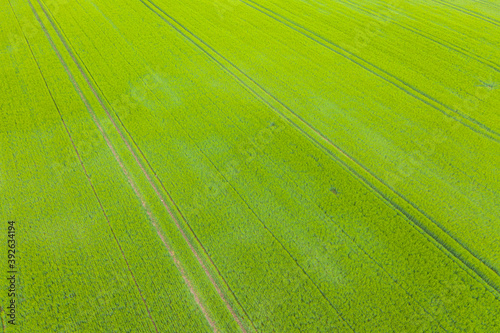 Luftaufnahme eines frisch grünen Weizenfelds mit Linien und Fahrspuren © Maximilian D.