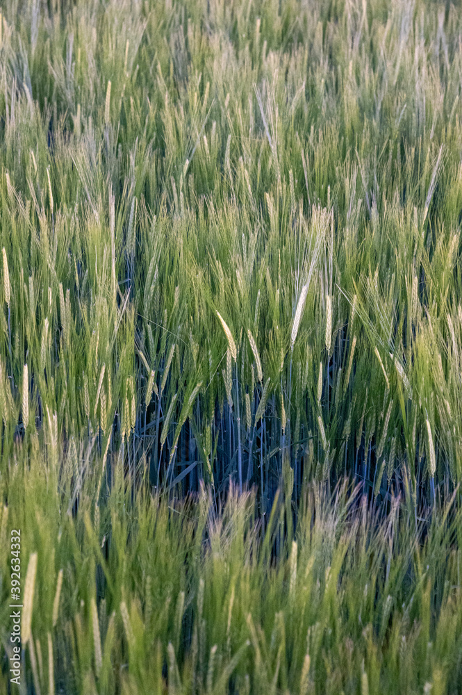 frisch grüne Weizenähren vor dem Hintergrund des Feldes, Abendlicht, Nahaufnahme