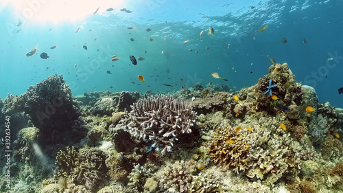 Tropical coral reef and fishes underwater. Tropical fishes and coral reef underwater. . Travel vacation concept. Philippines.