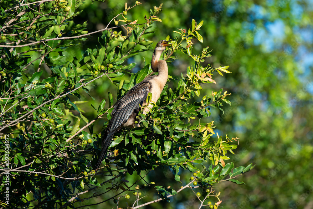 Anhinga d'Afrique,..Anhinga rufa, African Darter