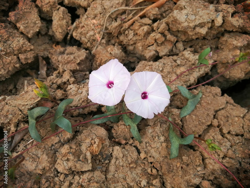 Morning glory flowers blooming on dry soil