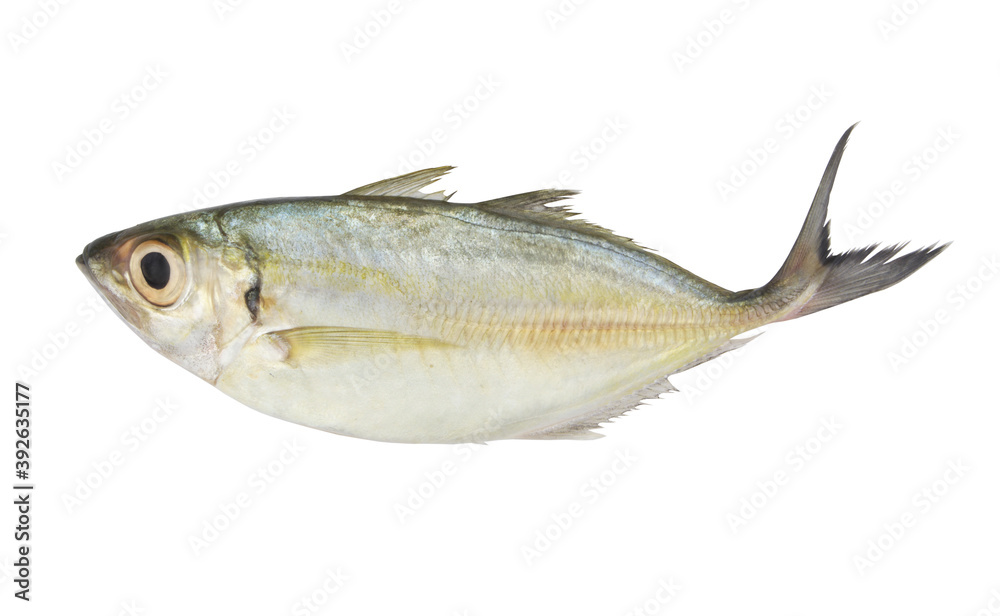 Bigeye scad fish isolated on white background, Selar crumenophthalmus Bigeye scad fish isolated on white background, Selar crumenophthalmus
