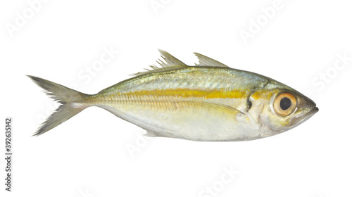 Bigeye scad fish isolated on white background, Selar crumenophthalmus