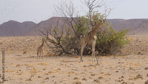 Mother and baby giraffe standing together on a dry savanna