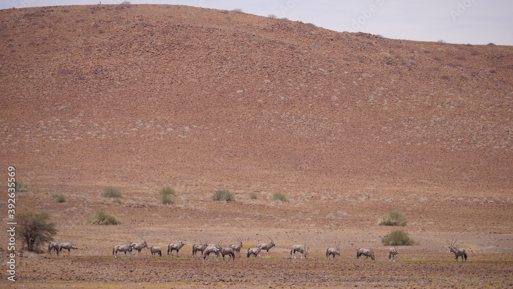 Herd of gemsbok on a dry savanna in Namibia
