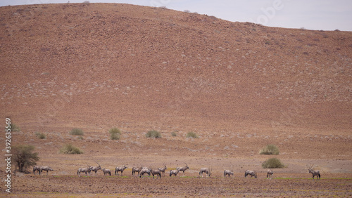 Herd of gemsbok on a dry savanna in Namibia