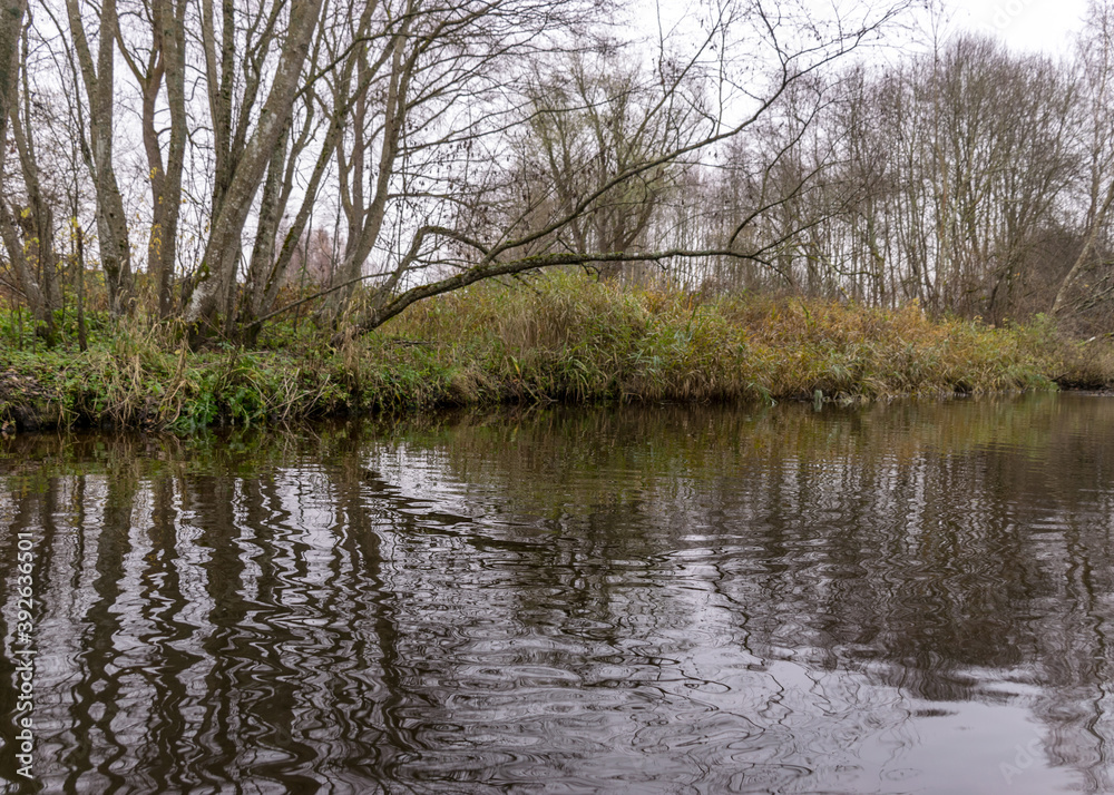 autumn landscape gray and cloudy day, river bank with bare trees and bushes, bank reflection in river water