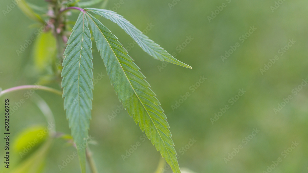 Cannabis Hemp Marijuana deatail Field in Slovakia Cannabis Hemp Marijuana deatail Field in Slovakia