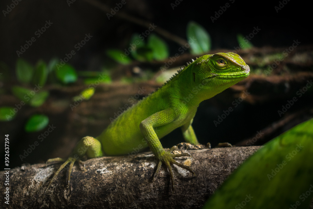 green lizard on a branch