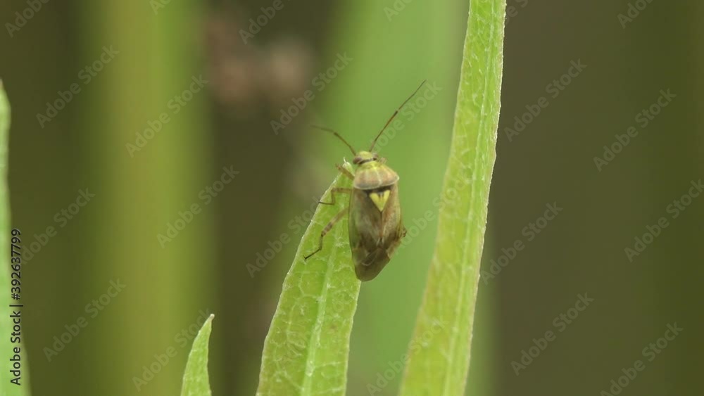 Chinavia hilaris is genus of green stink bugs in the family Pentatomidae. Green stink bug or green soldier bug - view macro insect in wildlife Chinavia hilaris is genus of green stink bugs in the family Pentatomidae. Green stink bug or green soldier bug - view macro insect in wildlife