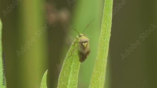 Chinavia hilaris is genus of green stink bugs in the family Pentatomidae. Green stink bug or green soldier bug - view macro insect in wildlife photo