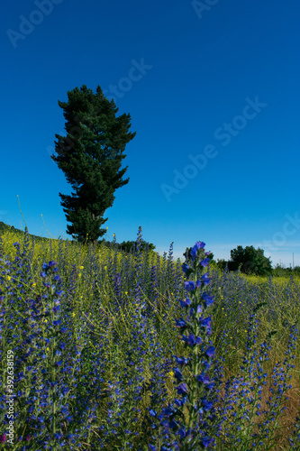 lavender field in region