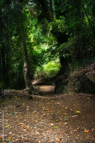 path in the woods