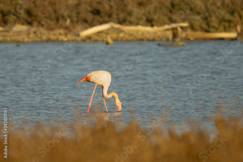 Italy Tuscany Grosseto Maremma, beach of the Maremma Natural Park, called Uccellina, view of flamingos in the coastal lakes photo