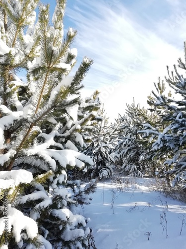 winter forest with fir trees