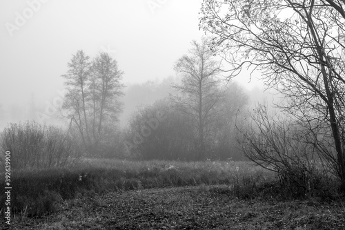 Black and white view of marshes and wetlands in Kampinos National Park, Poland on a foggy October morning. The silhouettes of the trees and bushes are blurred due to the fog covering the area.